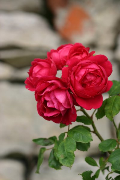 Rosa de Garsington, 2009 de Sarah OToole